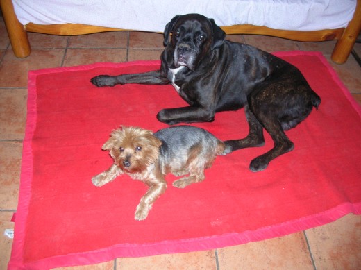 Este BOXER de pelo negro es el NEN. El otro es el PISTULIN. Un YORSHIKE TERRIER tambien pedigrí. 